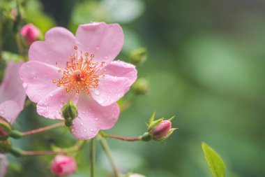 Su damlalı pembe çiçek yaprakları, yakın plan ve yeşil arkaplan