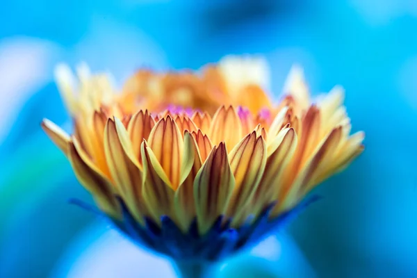 Narancs Virágszirmok Közelről Kék Háttér — Stock Fotó
