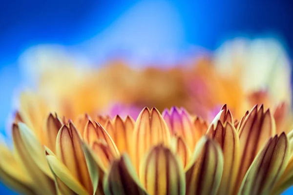 Narancs Virágszirmok Közelről Kék Háttér — Stock Fotó