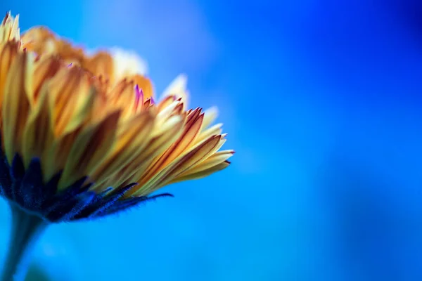 Pétalas Flor Laranja Close Fundo Azul — Fotografia de Stock