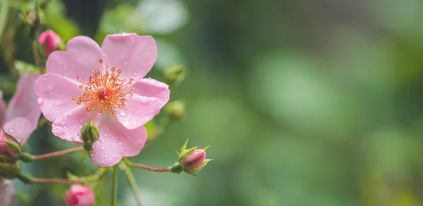 Damlalı Pembe Çiçek Yaprakları Yakın Plan Yeşil Arkaplan — Stok fotoğraf