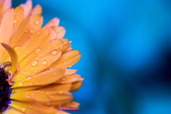 Narancs Virágszirmok Vízcseppek Közelről Kék Háttér — Stock Fotó