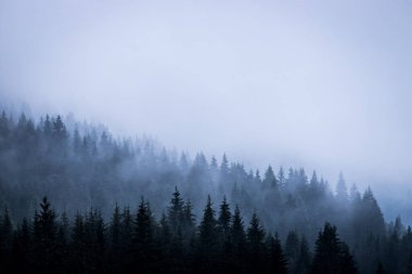 Sabaha sisli bir orman. Ürkek ve büyülü bir atmosfer