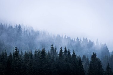 Sabaha sisli bir orman. Ürkek ve büyülü bir atmosfer