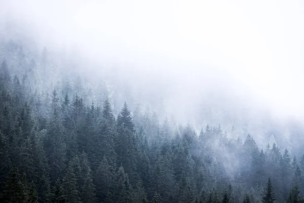 Floresta Nebulosa Pela Manhã Skittish Atmosfera Mágica — Fotografia de Stock