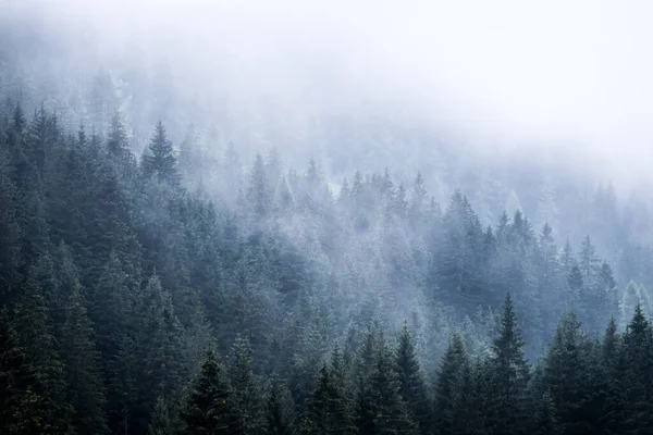 Floresta Nebulosa Pela Manhã Skittish Atmosfera Mágica — Fotografia de Stock