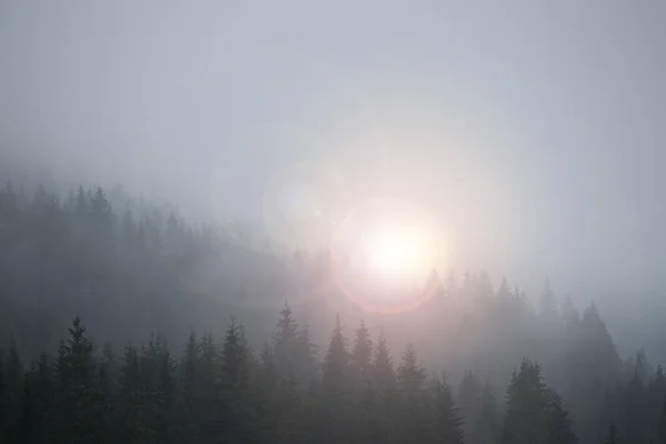 Floresta Nebulosa Pela Manhã Skittish Atmosfera Mágica — Fotografia de Stock
