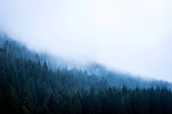 Floresta Nebulosa Pela Manhã Skittish Atmosfera Mágica — Fotografia de Stock