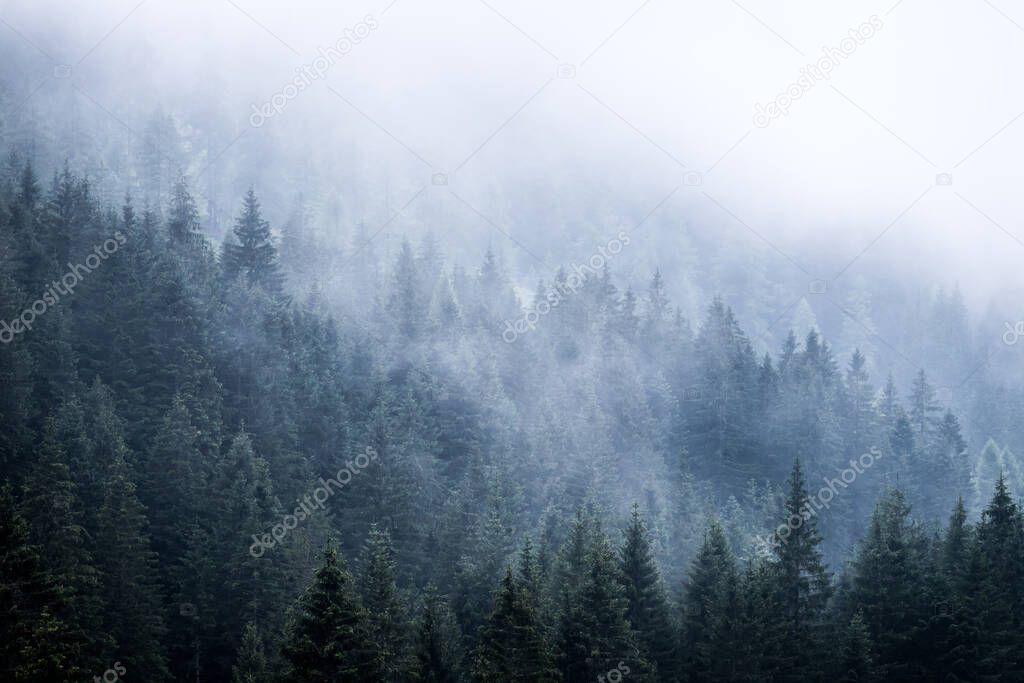 Misty forest in the morning. Skittish and magical atmosphere