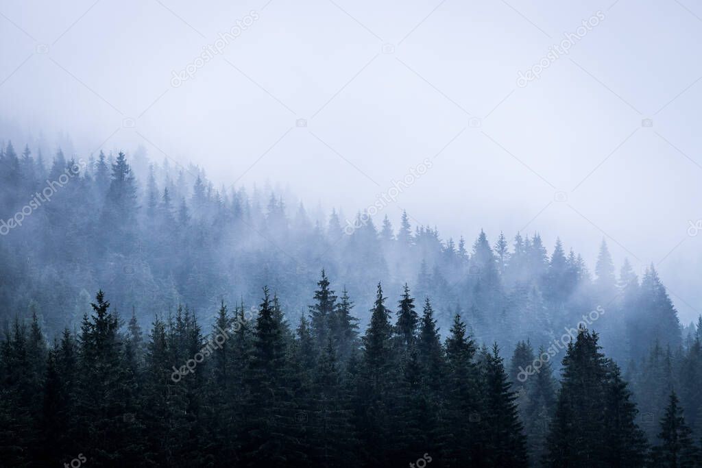 Misty forest in the morning. Skittish and magical atmosphere