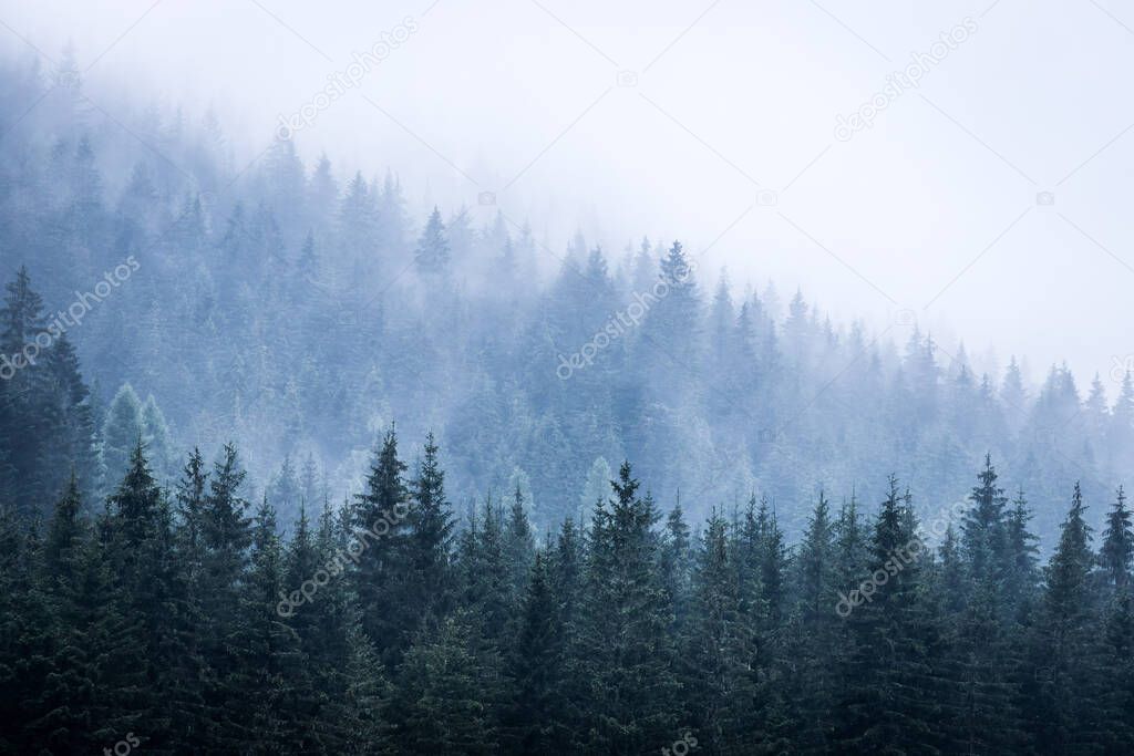 Misty forest in the morning. Skittish and magical atmosphere