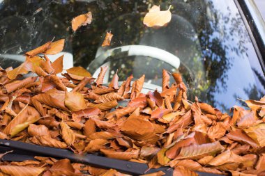Arabanın camında düşen yaprakları kapat.
