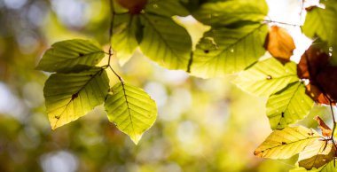 Parkta renkli yapraklar, sonbahar, kopyalama alanı