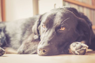Tatlı siyah köpek yerde uzanıyor ve dinleniyor.
