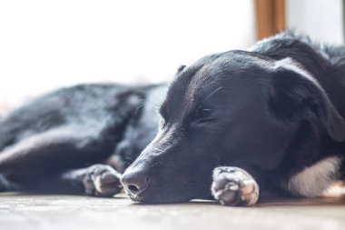 Tatlı siyah köpek yerde uzanıyor ve dinleniyor.