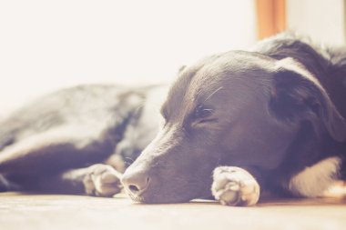 Tatlı siyah köpek yerde uzanıyor ve dinleniyor.