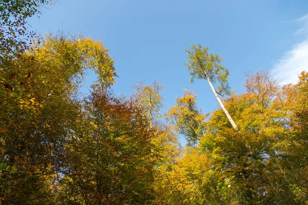 Bunte Blätter Park Herbst Kopierraum — Stockfoto