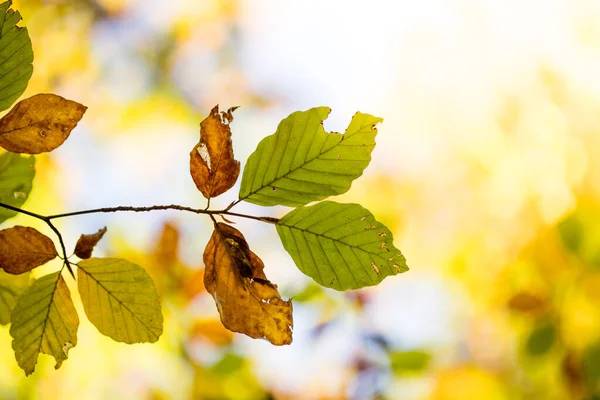 Hojas Coloridas Parque Otoño Espacio Para Copiar — Foto de Stock