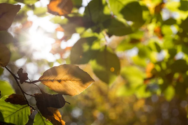 Hojas Coloridas Parque Otoño Espacio Para Copiar — Foto de Stock