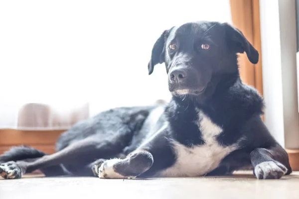 Tatlı Siyah Köpek Yerde Uzanıyor Dinleniyor — Stok fotoğraf