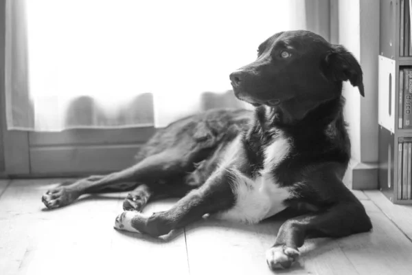 Cão Preto Bonito Está Deitado Chão Relaxante — Fotografia de Stock