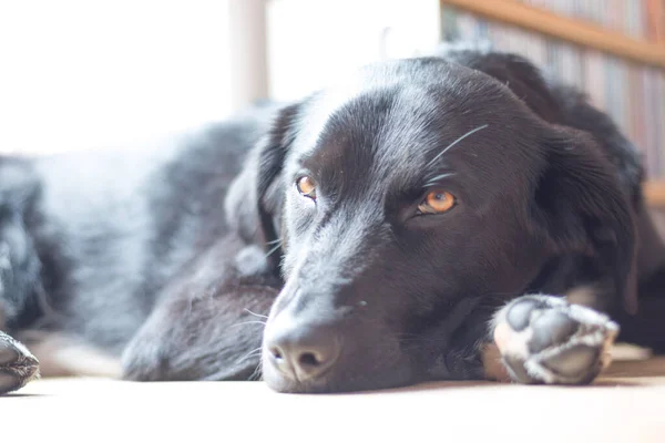 Cute Black Dog Lying Floor Relaxing — Stock Photo, Image