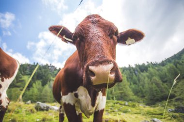 Tuhaf geniş açı, meraklı bir ineğe yakın.