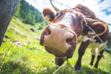 Tuhaf geniş açı, meraklı bir ineğe yakın.