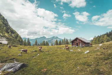 Avusturya 'daki dağ evi: Alplerdeki Idyllic manzarası