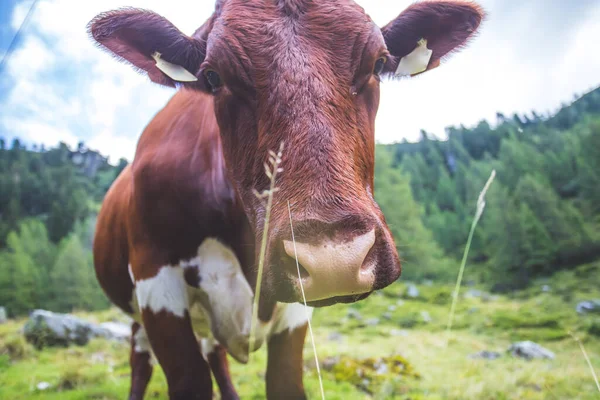 Ângulo Largo Engraçado Perto Uma Vaca Curiosa — Fotografia de Stock