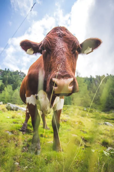 Ângulo Largo Engraçado Perto Uma Vaca Curiosa — Fotografia de Stock