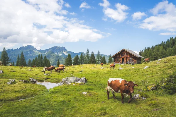 オーストリアの山岳シャレー アルプスの牧歌的な風景 — ストック写真