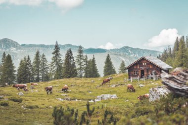 Avusturya 'daki dağ evi: Alplerdeki Idyllic manzarası