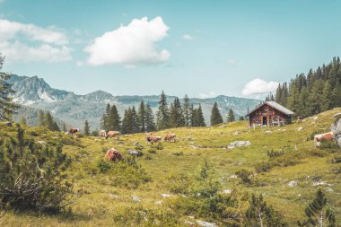 Avusturya 'daki dağ evi: Alplerdeki Idyllic manzarası