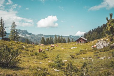 Avusturya 'daki dağ evi: Alplerdeki Idyllic manzarası