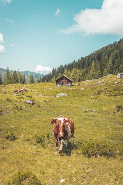 Mountain Chalet Austria Idyllic Landscape Alps — Stock Photo, Image