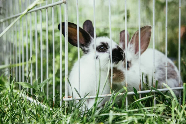 Kleine Hasen Sitzen Auf Einem Außengelände Grünes Gras Frühling — Stockfoto