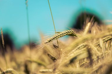 Sonbaharda olgunlaşmış buğday başaklarını kapat.