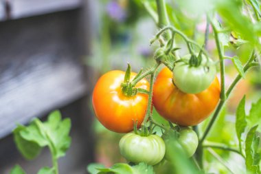 Yeşil daldaki kırmızı ve yeşil organik domatesleri kapat, kendi kendini yetiştirme