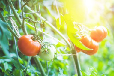 Yeşil daldaki kırmızı ve yeşil organik domatesleri kapat, kendi kendini yetiştirme