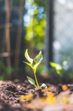 Genç bitki gün ışığında büyüyor.