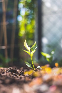Genç bitki gün ışığında büyüyor.