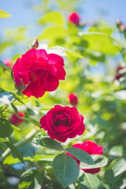 Baharda, kendi bahçedeki kırmızı güllerin resmini kapat.