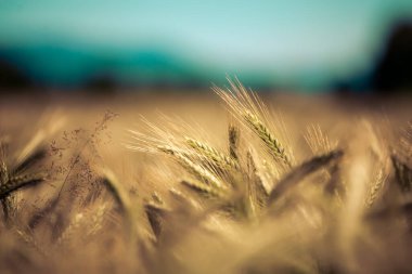 Sonbaharda olgunlaşmış buğday başaklarını kapat.