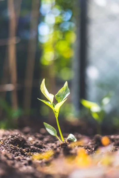 Jeune Plante Pousse Lumière Soleil — Photo