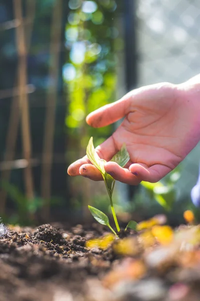 Mains Plantant Jeune Semis Frais Dans Sol — Photo