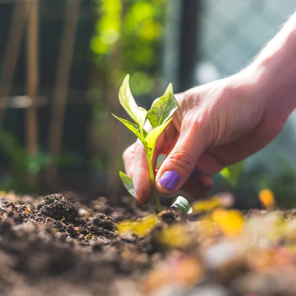 Mains Plantant Jeune Semis Frais Dans Sol — Photo