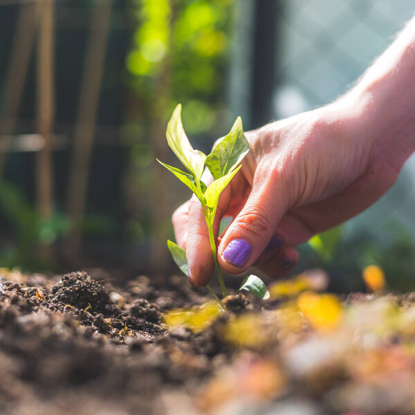 Hands planting a young fresh seedling in the ground