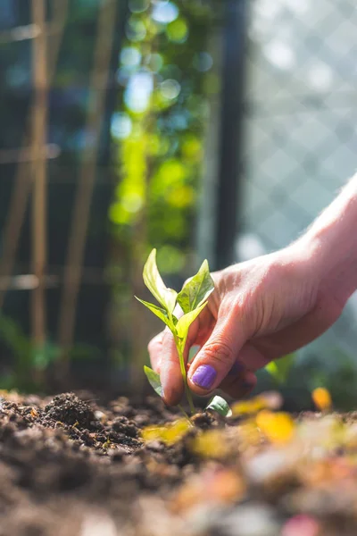 Mains Plantant Jeune Semis Frais Dans Sol — Photo