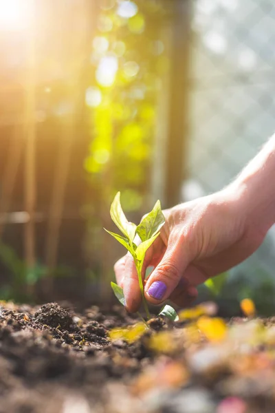 Mains Plantant Jeune Semis Frais Dans Sol — Photo